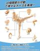 Fish Fairy Drawing Movable Joint Figure with Changeable Muscular Storage Case Ideal for Painting Art and Props & Doll, Male/Female, Gestures, Body,