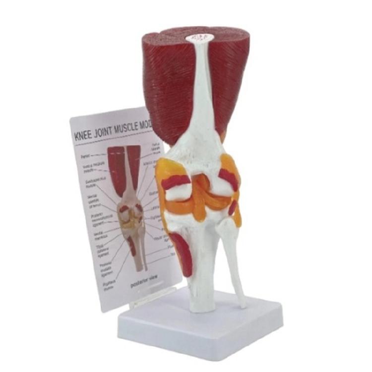 Human Knee Anatomy Model Human Knee Joint Model Easy to Use Human Knee Joint Muscles Ligaments Anatomically Model 1