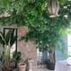 10PCS Artificial Plants Italian Ruscus Greenery Stems Spring Faux Shrub Bushes Green Leaves for Wedding Arch Bouquet Home Decor