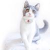 Yousheng 1/2Pcs Cat Collar Rechargeable Lasers Toy Automatic Hands-Free Interactive Lasers Game Toy Auto Power Saving Washable Strap Adjustable Collar