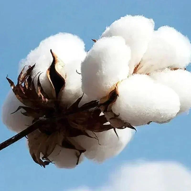 Sommer Anime T-Shirt Unisex Anime T-Shirt Manga Shirt Japanischer Anime Stil T-SHIRT Baumwoll-T-Shirt Kurzarm-T-Shirt Streetwear T-Shirt