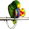 Colorful Parrot Ball Toys Plastic Bird Cage Hanging Toys  Cockatiel Brinquedos