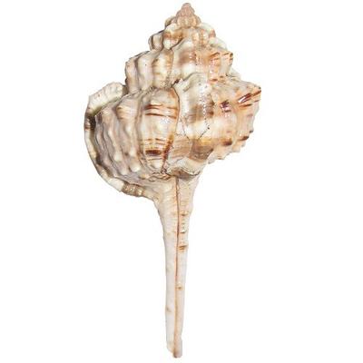 Natürliche Gada Sankha für Puja. 7 cm JL286093830041