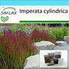 Gift Set - Cogongrass - 50 Seeds - With Gift Box, Card, Label and Potting Substrate - Imperata Cylindrica