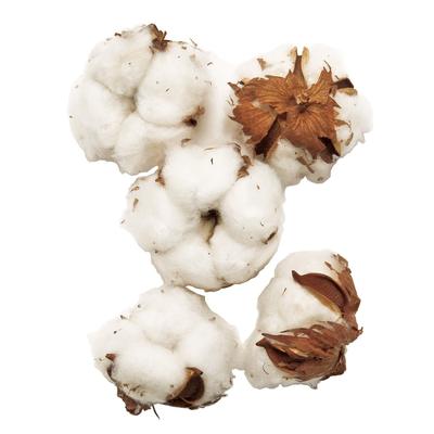 Daichi Farm Dried Flower Cotton Seed (5 Pieces) DO022320-000