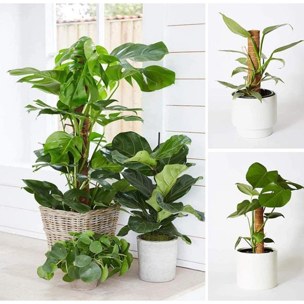 Diy Modeling Plant Climbing Poles Can Be Bent At Will Coconut Palm Rods Free Shaping Column Moss Gardening