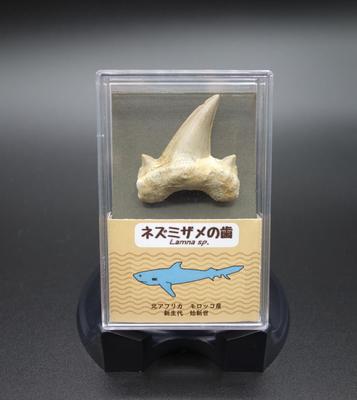 Oherikosha Fossil Shark Tooth In Styrofoam Case