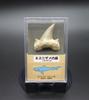 Oherikosha Fossil Shark Tooth In Styrofoam Case