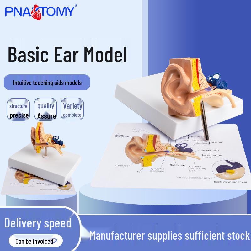 Desktop Human Ear Anatomy Model for Teaching 16x13x10 cm