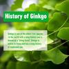 Organic Ginkgo Biloba 1400mg - Brain Function, Memory & Concentration, Non-GMO