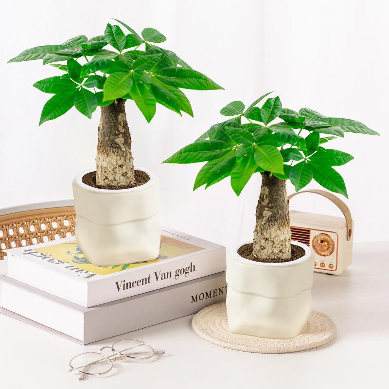 Mini Self Watering Flower Pot Fish Tank Plastic Plant Pots Self Watering Planter Pot Vase For Home Decoration