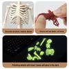 Children's Educational Human Anatomy Model - Skeleton & Organ Structure Toy for Medical Teaching