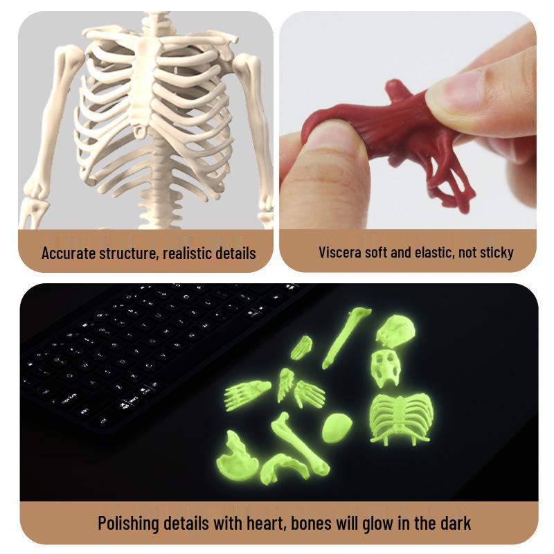 Children's Educational Human Anatomy Model - Skeleton & Organ Structure Toy for Medical Teaching