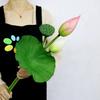 Artificial Lotus Bouquet with Stem, Leaf, and Seed Pod Decoration - Silk Flower Ornament