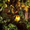 Outdoor Hanging Solar Light Soft Glow IP44 Waterproof Solar Powered Insect Shaped Lamp Garden Decoration