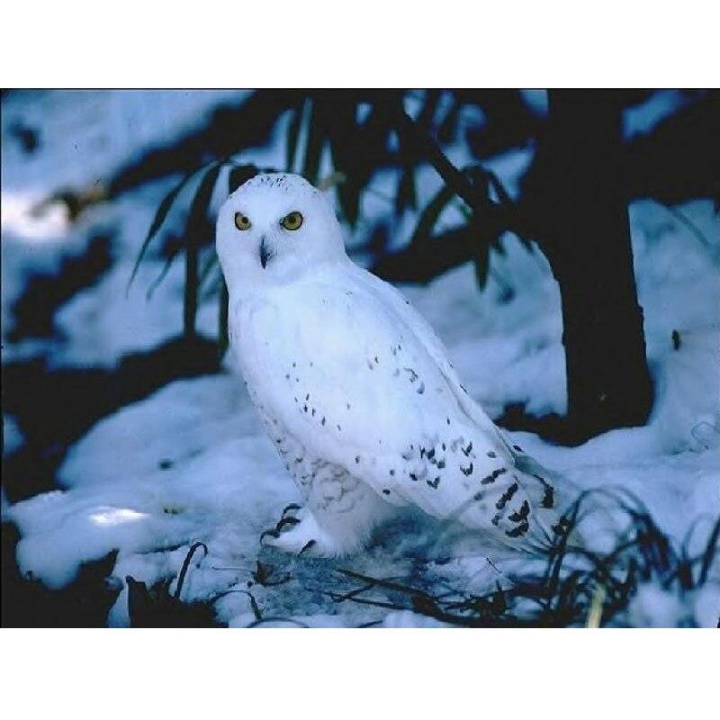 

DIY 5D орел алмазний живопис повний квадрат круглий свердло тварина сова алмазна вишивка мозаїка вишивка хрестом смола домашній декор подарунок Full Round 20x30CM