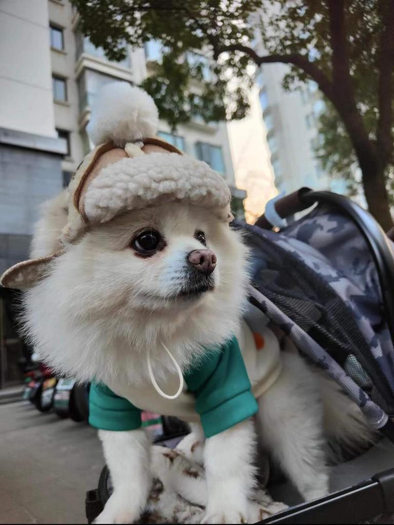 Mütze für Hunde, Winter-warme Mütze, Welpen-Teddy-Kostüm, Weihnachtskleidung, Weihnachtsmann-Hundekostüme, Chihuahua, Chapeu Para Cachorro
