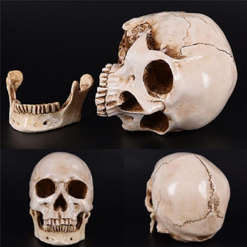 Realistic Life Size Human Anatomy White Resin Replica Skull For Halloween Decor