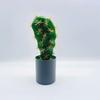 Artificial Cactus Simulation Green Plant Bonsai For Indoor And Decor Desktop