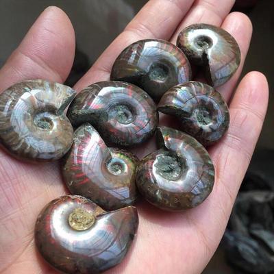 Natural Iridescent Conch Ammonite Fossil Facet Specimen Madagascar 35mm