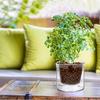 Self Watering Pot for Indoor Plants Clear Glass Planter Small Plant Pot with Saucer Reservoir Drainage Holes Bottom Watering Pot