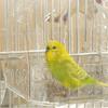 Bird Bath Box Cage Parrot Bathing Tub Container Cage Accessories for Small Birds Parakeet Canary Budgerigar Lovebirds
