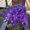 2026 Best-Selling Solar Lavender Stake Lights: Outdoor Garden Decoration & Landscape Lighting