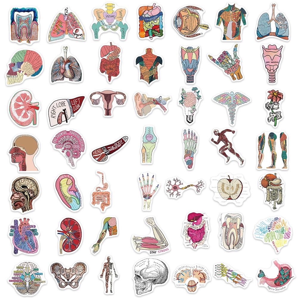 50 Cartoon Organ Anatomy Pictures Graffiti Stickers Personalized Decorative Guitar Notebook Suitcase DIY Waterproof
