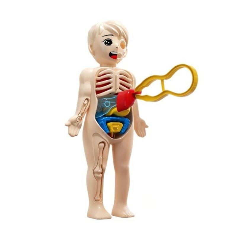 

3D Human Body Assembly Puzzle For Children Hand On Anatomy Learning Toy Safe Plastic STEM Educational Science Project 1