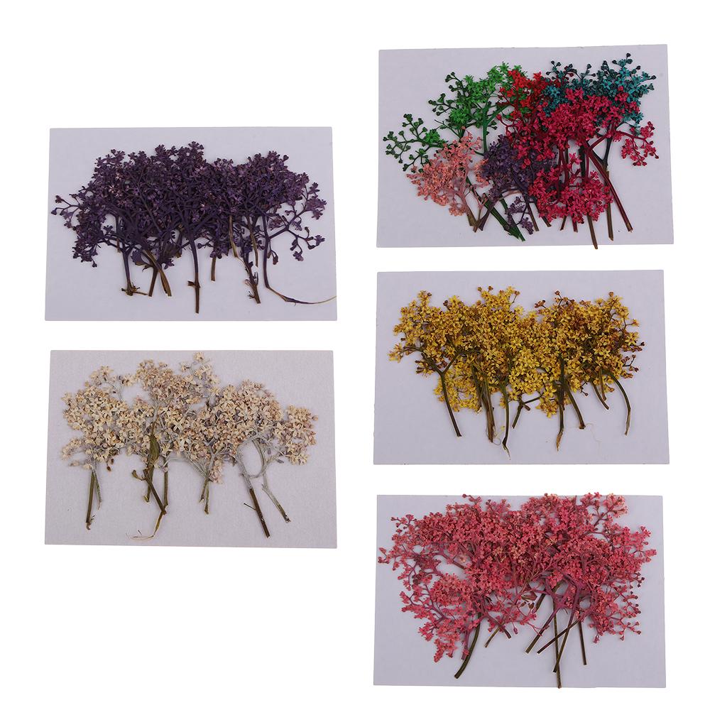Buy 12x Natural Pressed Real Dried Flower for Card Making Decoration