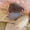 1Pcs Cartoon Flower Branch Rat Soft Oversized Animal Figure Cute Simulation Big Mouse Plush Toy Pillow Birthday Gift[Q]Q@