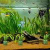 Pflanzen Fixierring Set Für Aquatik 10 Stück Fischbecken Wasserpflanzen Fixierring Aquarium Pflanzenkorb Landschaftsdekoration
