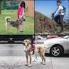 The Dog Pet Leash Is Reflective and Explosion-proof, with A Chest and Back Strap To Prevent The Dog From Breaking Free From The Leash