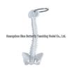 Miniature Human Spine Keychain - Lumbar Vertebrae Skeleton Model