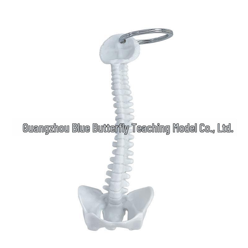 Miniaturní klíčenka lidské páteře - Model kostry bederních obratlů