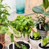 100pcs Plastic Plant Labels Reusable Garden Plants Marker Waterproof Plastic Nursery Plaques For Plants Tags Markers