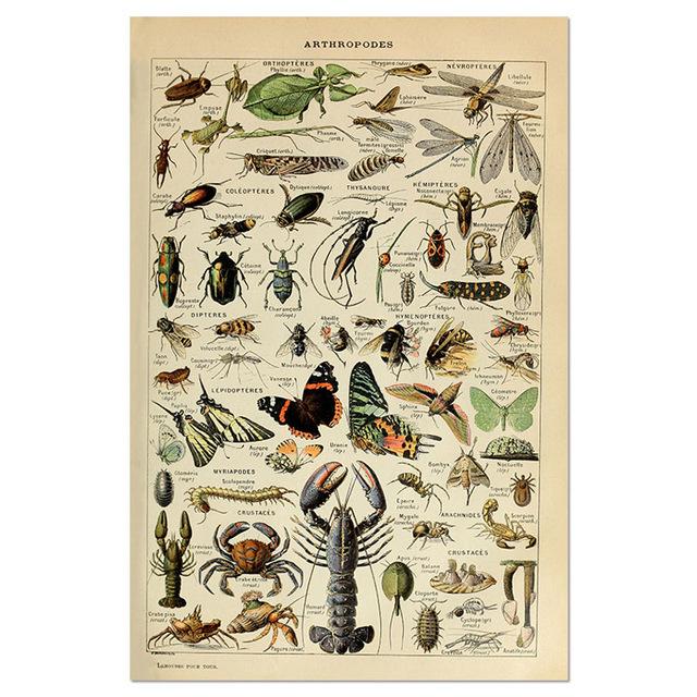 Vintage-Leinwandgemälde mit Gemüse, Früchten, Pilzen, antike Wandkunst, botanische Bilder, wissenschaftliche Poster und Drucke, Heimdekoration