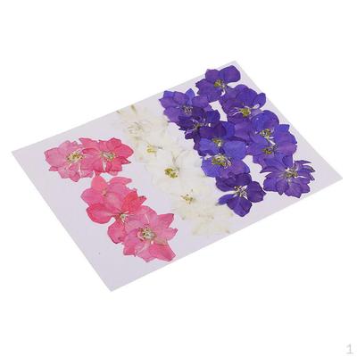 20 Pieces Pressed Dried Flower Real Delphinium Embellishments for Jewelry Making DIY Ornament