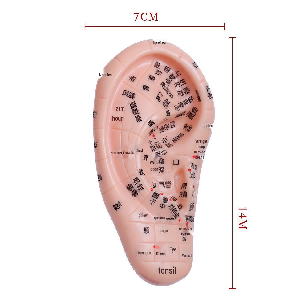 Diagrama Reflexologiei Piciorului, Urechii și Mâinii - Ghid de Masaj Acupuncte și Meridiane