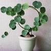 Plant Circle Trellis Climbing Plants Coated Wire Trellis Planter Insert Heart Shape Trellis Small
