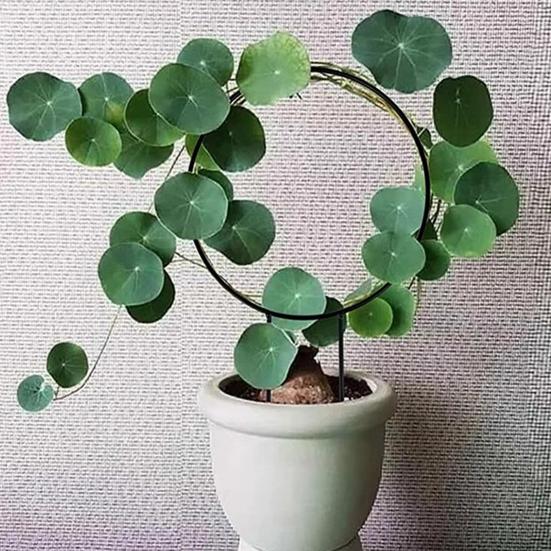 Plant Circle Trellis Climbing Plants Coated Wire Trellis Planter Insert Heart Shape Trellis Small Plant Support Stakes for Flowers Houseplants Garden