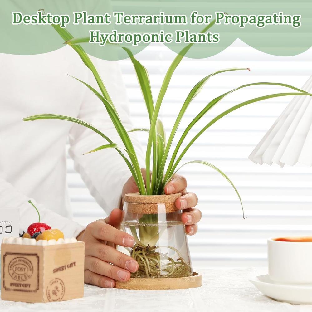 3pcs Plants Propagation Station Separated Desktop Plant Terrarium with Wood Lid and Stand 3 Style Glass Planter Propagated Jars
