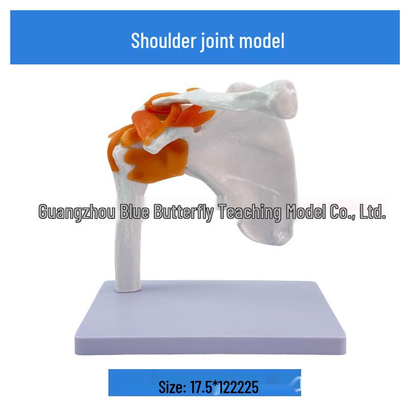 1:1 Human Skeletal Joint Model: Knee, Shoulder, Elbow, Hand, Foot, Hip