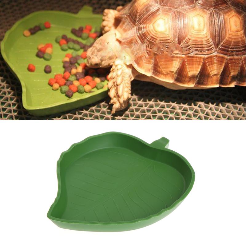 gecko water dish