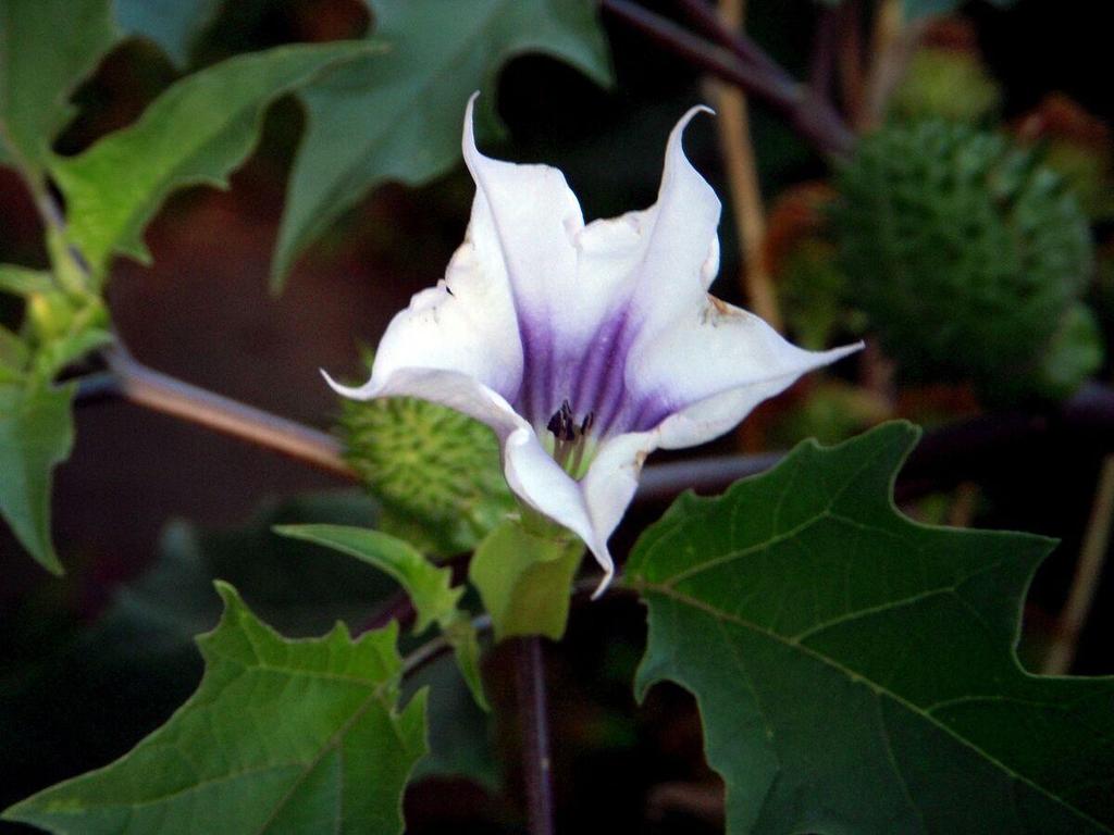 10-Semi-Datura-Stramonium-Lilac -SEMI FRESCHI + SPEDIZIONE GRATUITA