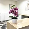 Butterfly Orchid Artificial Plant With Plastic Base For Home Decor And Photography Props