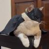 Black Halloween Pet Costume Faux Leather Cape Cat Costume Set Cosplay Dress Up