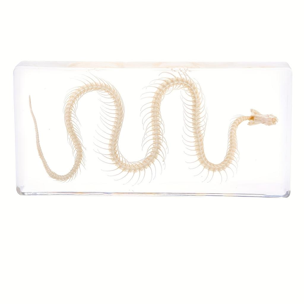 Snake Skeleton Specimen Gothic Natural Science Decor Home Office Desk Curiosity Ornament Acrylic Material Special Gift