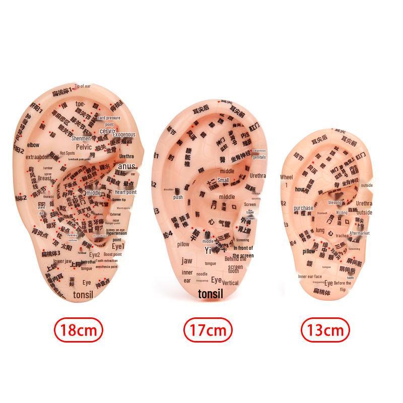 13cm-18cm Ohr Akupunkturpunkt Reflexzonenmodell für Akupunktur und Meridiantherapie