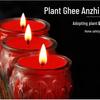 AiGe Red Lotus 24-Hour Smokeless Ghee Lamps (6-Pack)